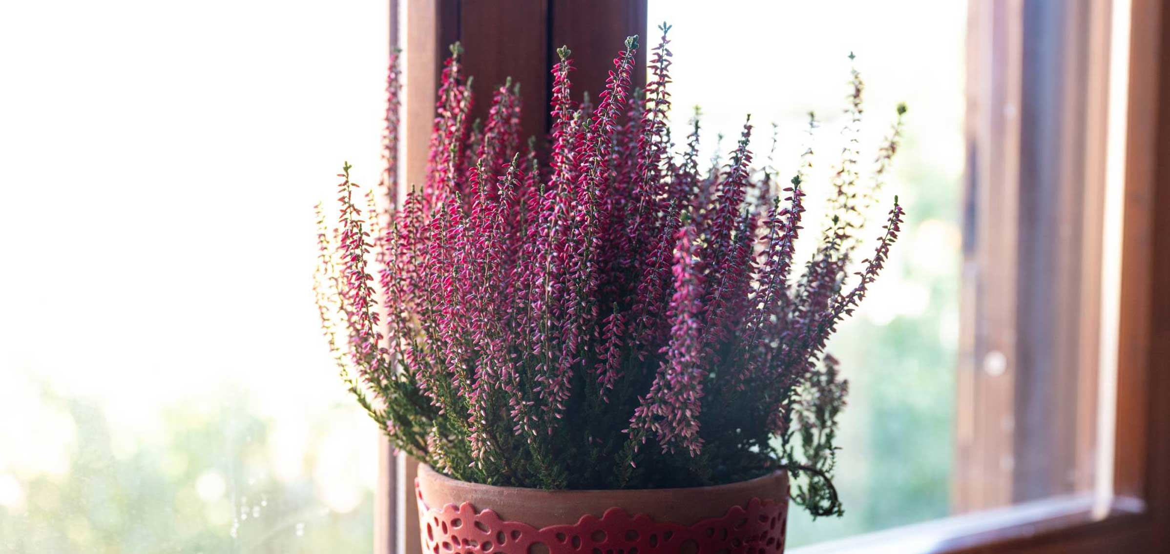Terrazza dei fiori - La nostra struttura - Decorazione interni